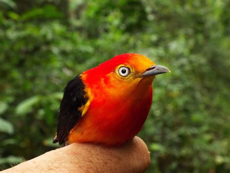 “The Uirapuru” Bird: A Tale of Deception and Desire From the Heart of Brazil